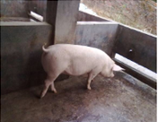 丹系——长大种母猪